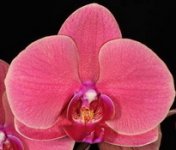 Phalaenopsis-OX-Golden-Apple-Coral.jpg