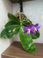 Phal violacea indigo x [(Phal. tetraspis x speciosa ) x Phal. violacea indigo1.jpg