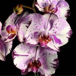 Phalaenopsis Magic Art.jpg