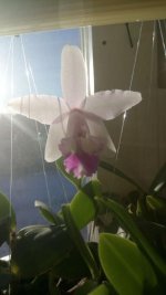 Cattleya intermedia suavissimna Tokyo x Laelia alaorii.jpg