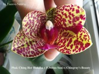 Phal. Ching Her Buddha x P.Mituo Sun) x Chingruy's Beauty.jpg