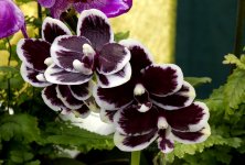 phalaenopsis-bright-peacock-black-white-chocolate-foto-5174.jpg