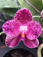 Phal.gigantea X Singher Pure Lov.jpg