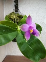 Phal Samera Blue10.jpg