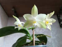 Phal Penang Violacea alba24.jpg