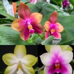 Phalaenopsis Pylo’s Jewel and it’s parents Phalaenopsis Buena Jewel and Phalaenopsis bellina.jpg