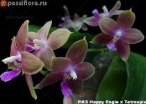 ks-happy-eagle-x-tetraspis.jpg