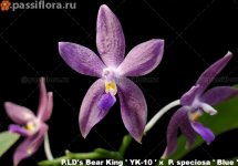 LD's-Bear-King-'-YK-10-'-x--P.-speciosa-'-Blue-.jpg