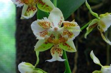 Peloric form of this popular Phal stuartiana.jpg