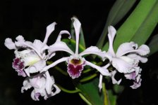 Laelia_crispa.jpg