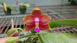 Phal. Zheng Min Phoenix1.jpg