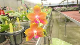 Phal. Zheng Min Phoenix2.jpg