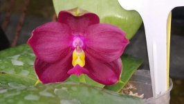 Phal. Zheng Min Phoenix3.jpg