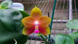 Phal. Zheng Min Phoenix6.jpg