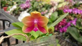 Phal. Zheng Min Phoenix8.jpg