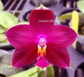 phalaenopsis-joy-viol-kaiulani-sogo-kaiulani-x-violacea-indigo-foto-5459.jpg