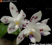 speciosa-purple-coffee-2018.jpg