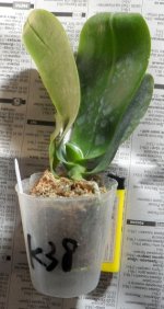 Phal Mituo King'Red Pepper.JPG