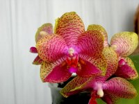 Phal.Formoza San Fan.JPG