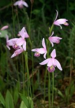 Pogonia_ophioglossoides_Orchi_17.jpg