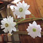 Anemonopsis_macrophyllum_Double_Flower_4_large.jpg