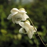 anemonopsis_macrophylla_white_flower_1024x1024.jpg