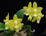 P. HY-10 P.Ho s Dream Jade yellow- Yaphon Farm.jpg