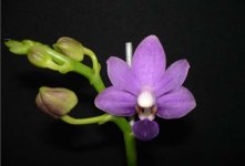 2Shining_Dtps.Purple Martin (Fragrance).jpg