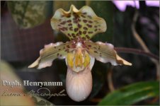 Paph.-Henryanum.jpg