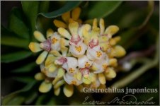 Gastrochilus-japonicus.jpg