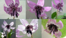 Erythronium japonicum montage.jpg