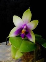 phal__samera_blue.jpg