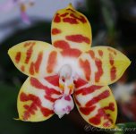 phal.jpg