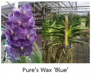 Vanda-Pure-s-Wax-Blue-O11.jpg