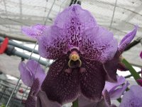 Vanda Two Tone Lavendel.jpg