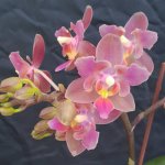 Phal. Nobby pacific sunset x tymothy cristopher.jpg