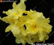 yellow-song-candy.jpg