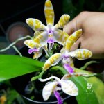 nck.orchids_B23TDtLB9FX.jpg
