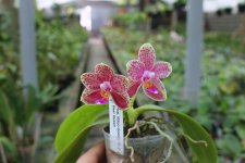 Phalaenopsis Mituo Golden 'M-2' x Ld's Bear Queen (5).jpg