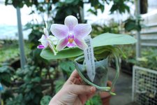 Phalaenopsis Mituo Golden 'M-2' x Ld's Bear Queen (4).jpg