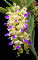 Aerides houlletiana.jpg