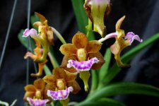 Vanda flabellata.jpg