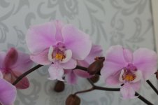 Phal. Schilleriana Pink Butterfly.jpg