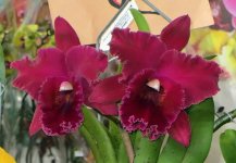 Blc. Chia Lin Bao Qing Tian.jpg