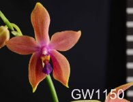 Phal.(Tying Shin Phoenix-bellina)Yaphon.jpg