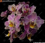 Phal. Sweet Miss Pink.jpg