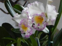 Blc Mahina Yahiro 'Julie'.jpg