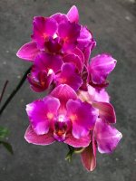 phalaenopsis.jpg