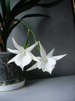 Angraecum Lady Lisa x sesquipedale.jpg