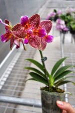 phalaenopsis-joy-fairy-tale-foto-4459.jpg